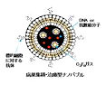 病巣集積・治療型ナノバブル模式図