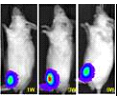 ナノバブルと超音波および長期発現プラスミドを用いてルシフェラーゼ遺伝子をマウス骨格筋に導入し、発現させたマウスのリアルタイムin vivoイメージ