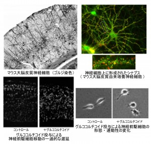 神経科学研究部門