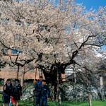 Rock-Splitting Cherry Tree