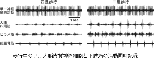 統合生理学分野3